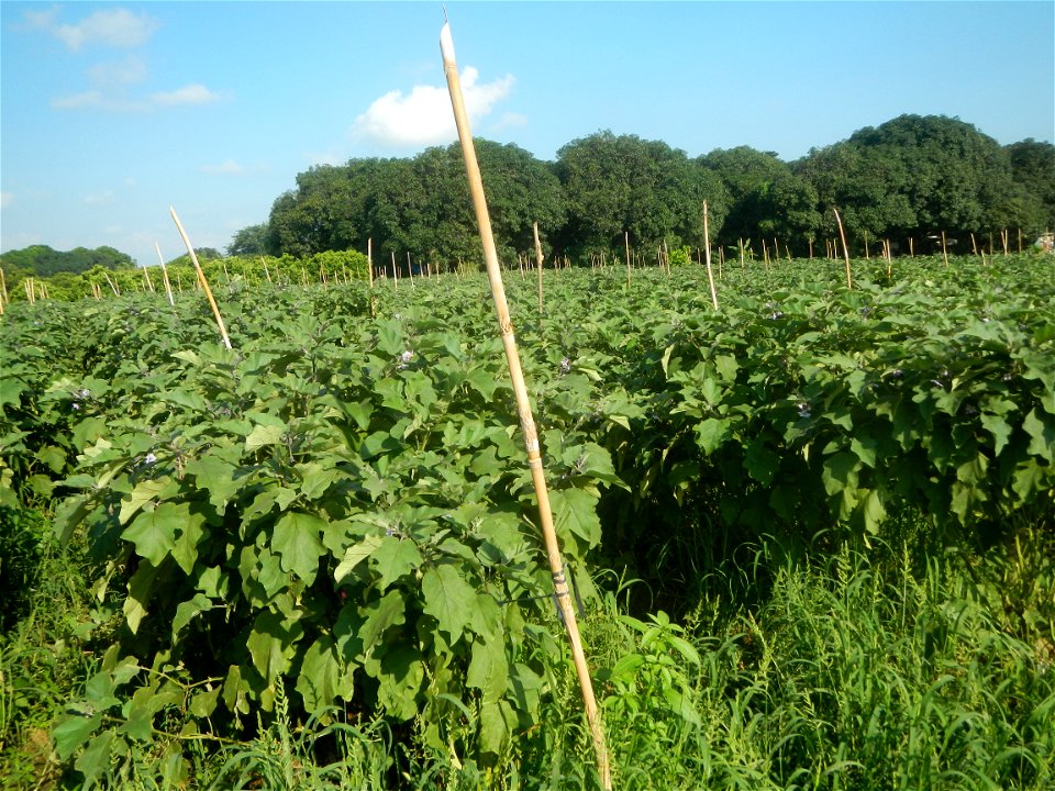 Solanum melongena fields in Taal, Pulilan, Bulacan in Barangay Taal 14°54'35"N   120°52'48"E Pulilan, Bulacan Vegetable plantations from the  Pulilan-Baliuag interior National Road and towards along P
