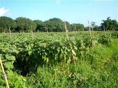Solanum melongena fields in Taal, Pulilan, Bulacan in Barangay Taal 14°54'35"N   120°52'48"E Pulilan, Bulacan Vegetable plantations from the  Pulilan-Baliuag interior National Road and towards along P