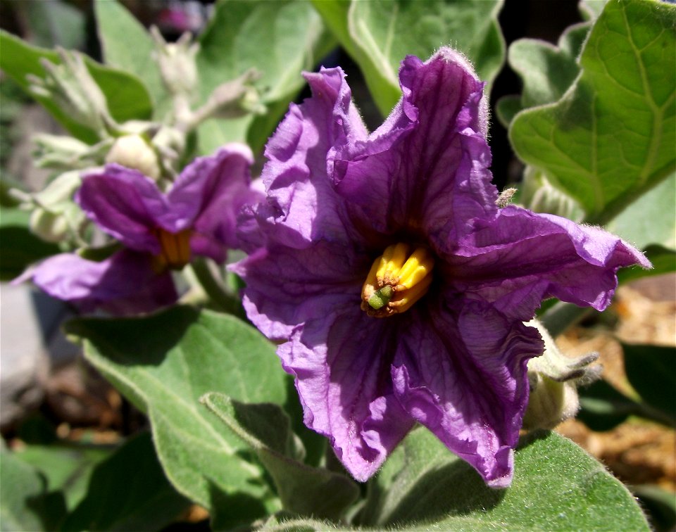 Flower of 'Purple Blaze' Eggplant at the San Diego County Fair, California, USA. Identified by exhibitor's sign.