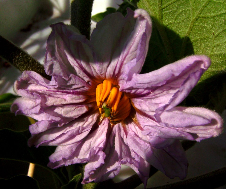 Eggplant flower,(Solanum melongena), Barcelona, Catalonia