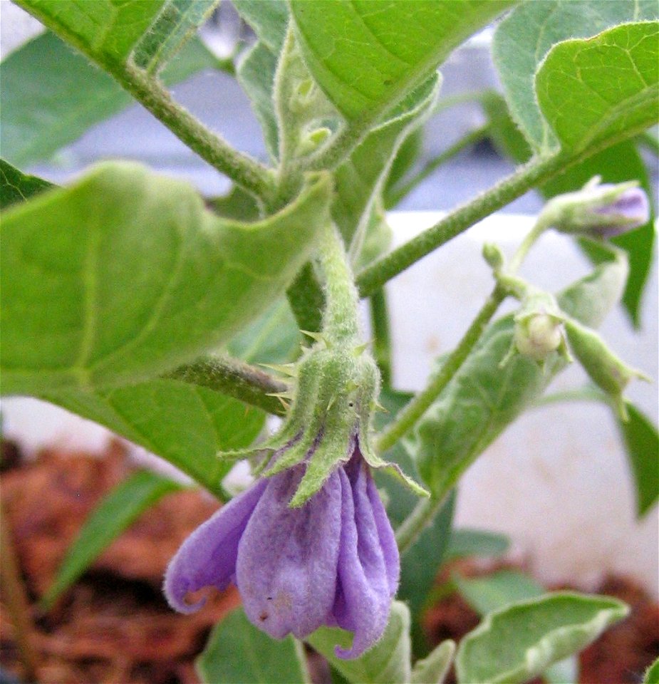 A purple flower that will bear fruit on a White Eggplant.