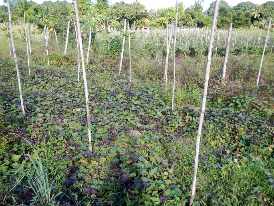 Ipomoea batatas Basella alba Landscape of vegetable plantations (Binagbag, Angat, Bulacan village).