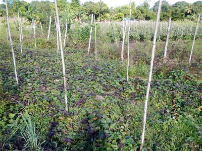Ipomoea batatas Basella alba Landscape of vegetable plantations (Binagbag, Angat, Bulacan village).
