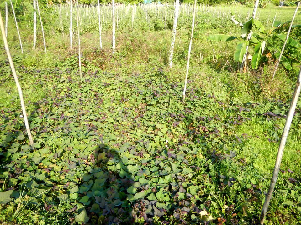 Ipomoea batatas Basella alba Landscape of vegetable plantations (Binagbag, Angat, Bulacan village).