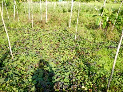 Ipomoea batatas Basella alba Landscape of vegetable plantations (Binagbag, Angat, Bulacan village).