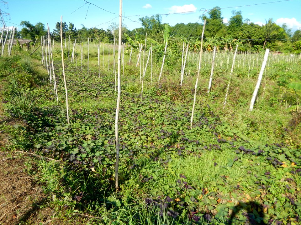 Ipomoea batatas Basella alba Landscape of vegetable plantations (Binagbag, Angat, Bulacan village).