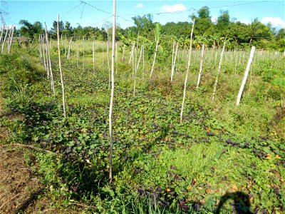 Ipomoea batatas Basella alba Landscape of vegetable plantations (Binagbag, Angat, Bulacan village).