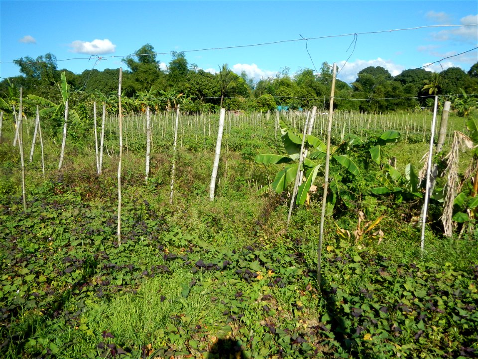 Ipomoea batatas Basella alba Landscape of vegetable plantations (Binagbag, Angat, Bulacan village).