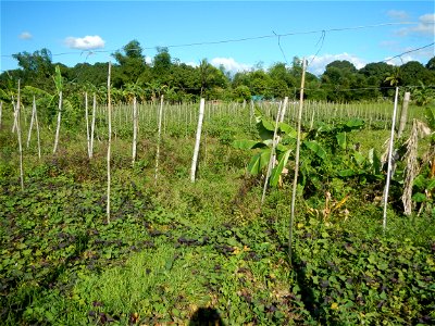 Ipomoea batatas Basella alba Landscape of vegetable plantations (Binagbag, Angat, Bulacan village).