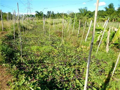 Ipomoea batatas Basella alba Landscape of vegetable plantations (Binagbag, Angat, Bulacan village).