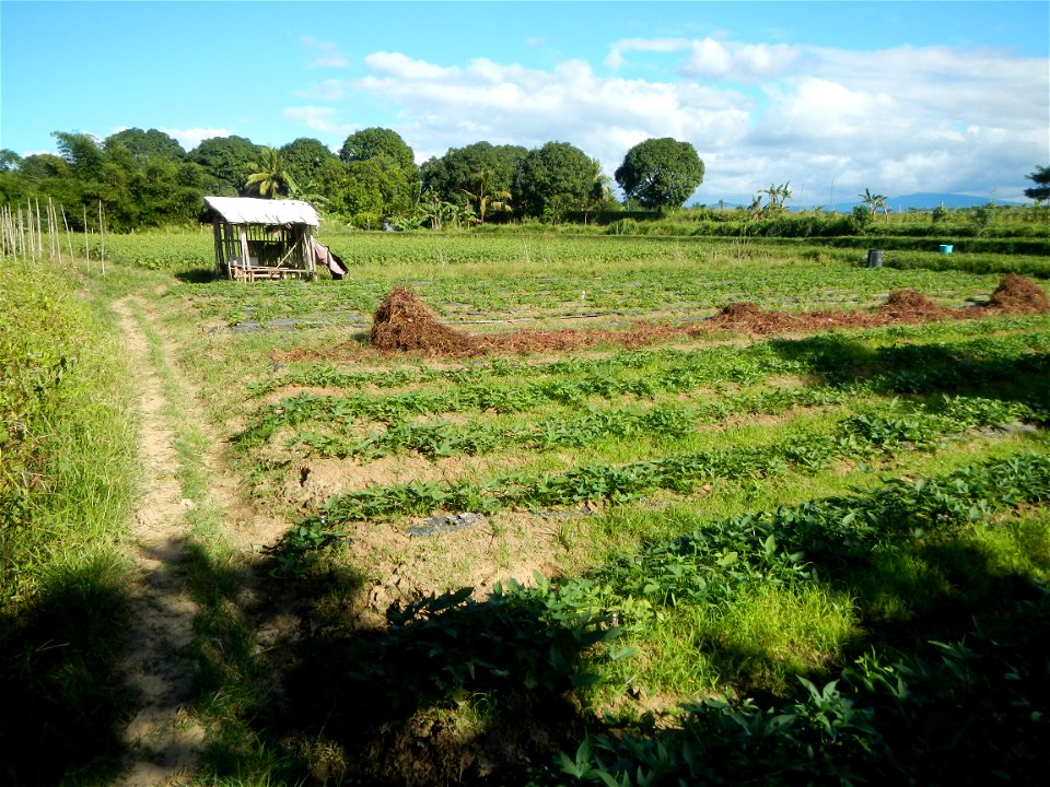 Ipomoea batatas Basella alba Landscape of vegetable plantations (Binagbag, Angat, Bulacan village).