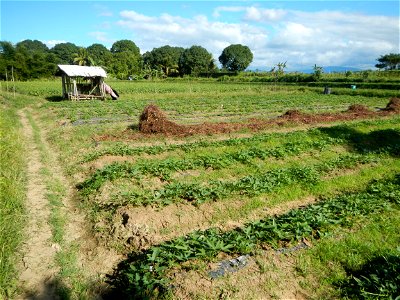 Ipomoea batatas Basella alba Landscape of vegetable plantations (Binagbag, Angat, Bulacan village).
