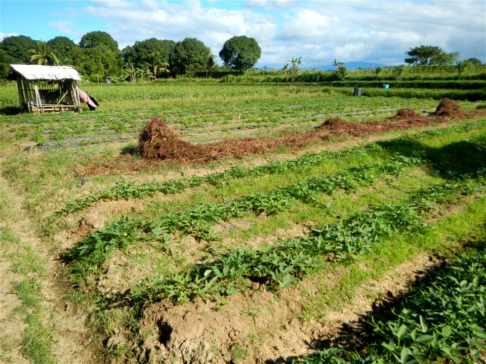 Ipomoea batatas Basella alba Landscape of vegetable plantations (Binagbag, Angat, Bulacan village).
