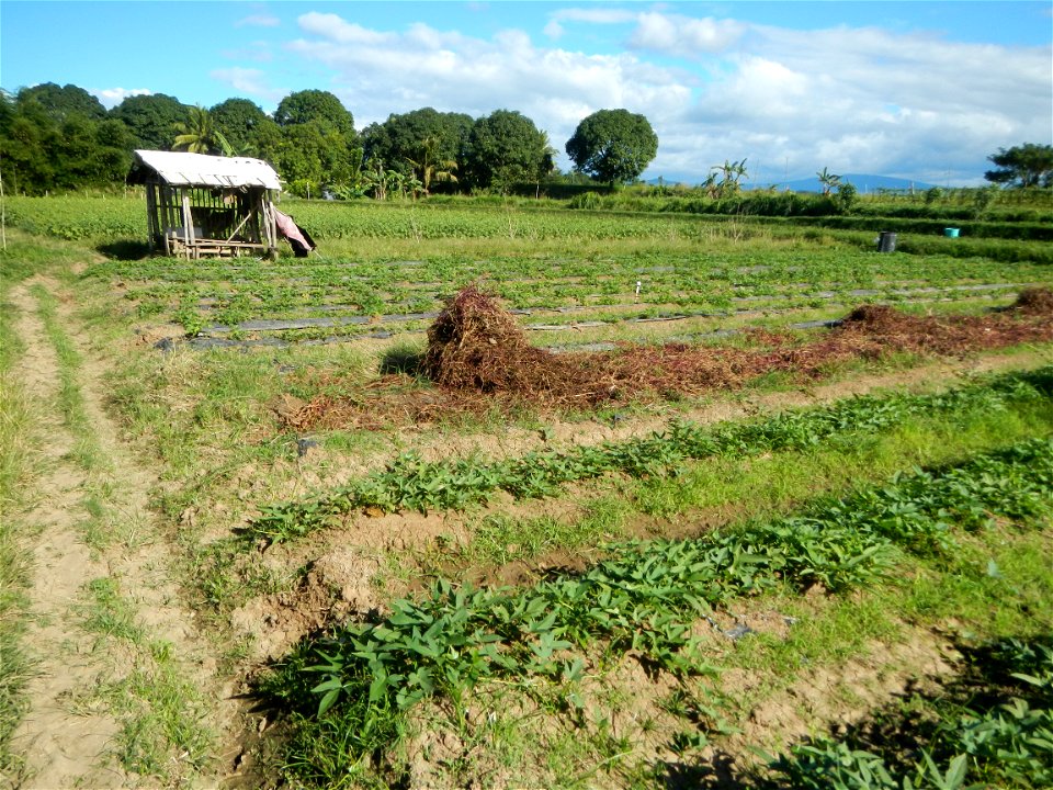 Ipomoea batatas Basella alba Landscape of vegetable plantations (Binagbag, Angat, Bulacan village).