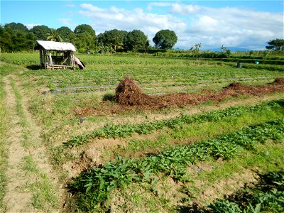 Ipomoea batatas Basella alba Landscape of vegetable plantations (Binagbag, Angat, Bulacan village).