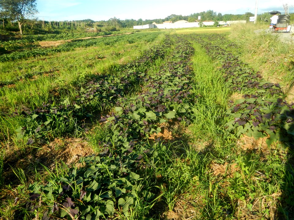 Ipomoea batatas cultivars plantations in the Philippines Trees, grasslands, paddy and vegetable fields in Pulo barangay road, San Rafael, Bulacan in Barangay Pulo, San Rafael, Bulacan 14.9681, 121.051