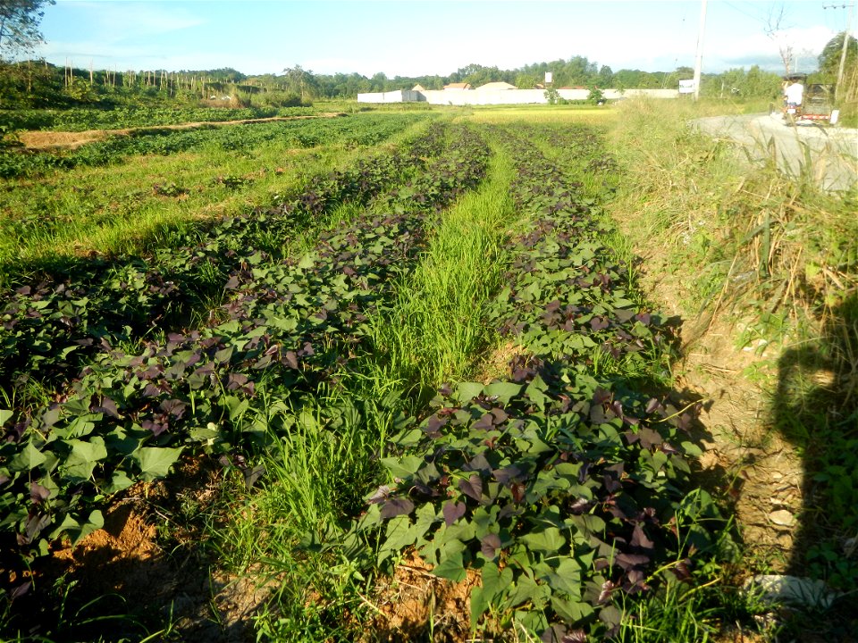 Ipomoea batatas cultivars plantations in the Philippines Trees, grasslands, paddy and vegetable fields in Pulo barangay road, San Rafael, Bulacan in Barangay Pulo, San Rafael, Bulacan 14.9681, 121.051