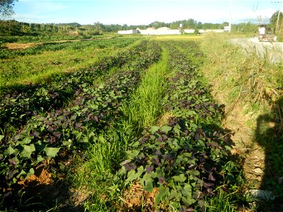 Ipomoea batatas cultivars plantations in the Philippines Trees, grasslands, paddy and vegetable fields in Pulo barangay road, San Rafael, Bulacan in Barangay Pulo, San Rafael, Bulacan 14.9681, 121.051