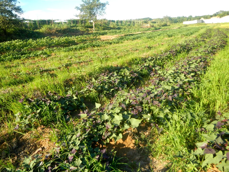 Ipomoea batatas cultivars plantations in the Philippines Trees, grasslands, paddy and vegetable fields in Pulo barangay road, San Rafael, Bulacan in Barangay Pulo, San Rafael, Bulacan 14.9681, 121.051