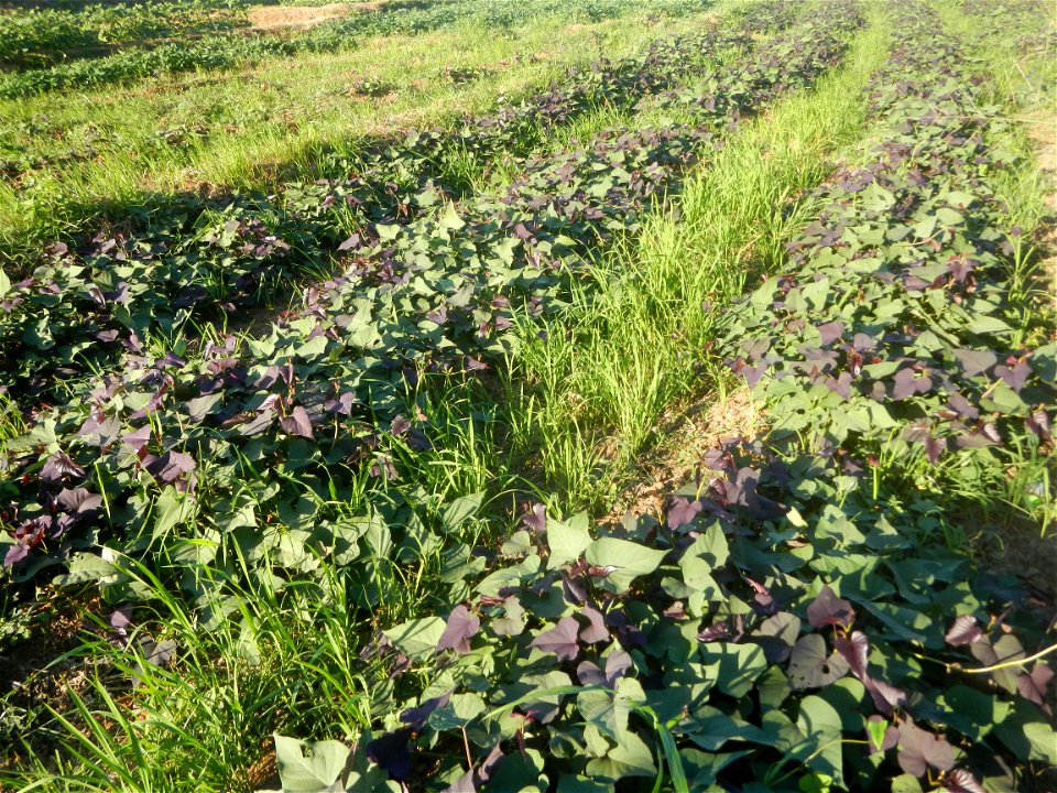 Ipomoea batatas cultivars plantations in the Philippines Trees, grasslands, paddy and vegetable fields in Pulo barangay road, San Rafael, Bulacan in Barangay Pulo, San Rafael, Bulacan 14.9681, 121.051