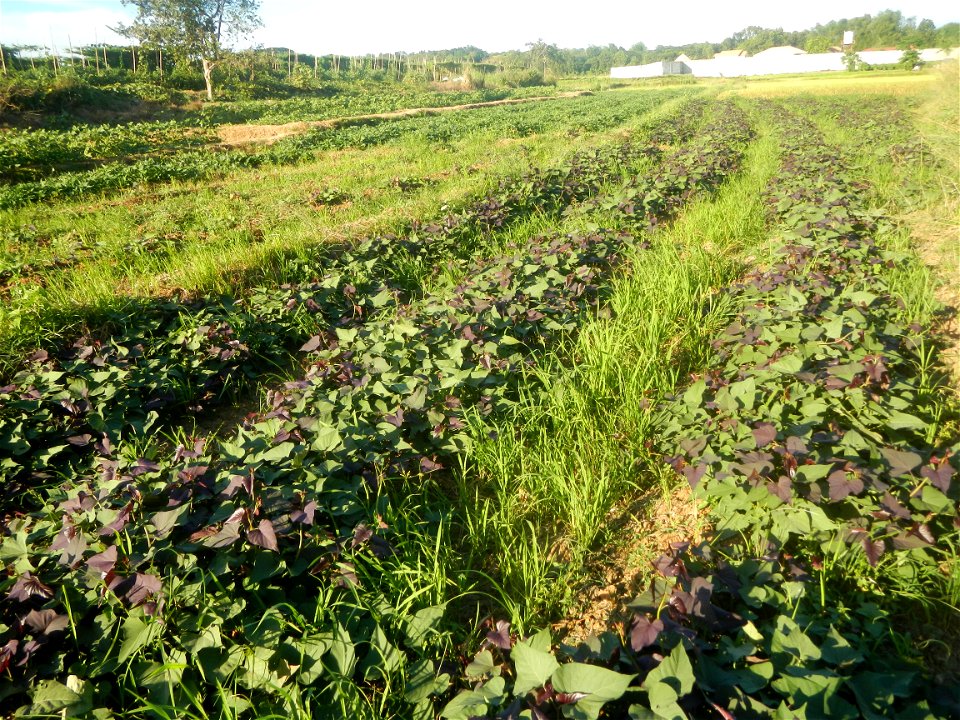 Ipomoea batatas cultivars plantations in the Philippines Trees, grasslands, paddy and vegetable fields in Pulo barangay road, San Rafael, Bulacan in Barangay Pulo, San Rafael, Bulacan 14.9681, 121.051