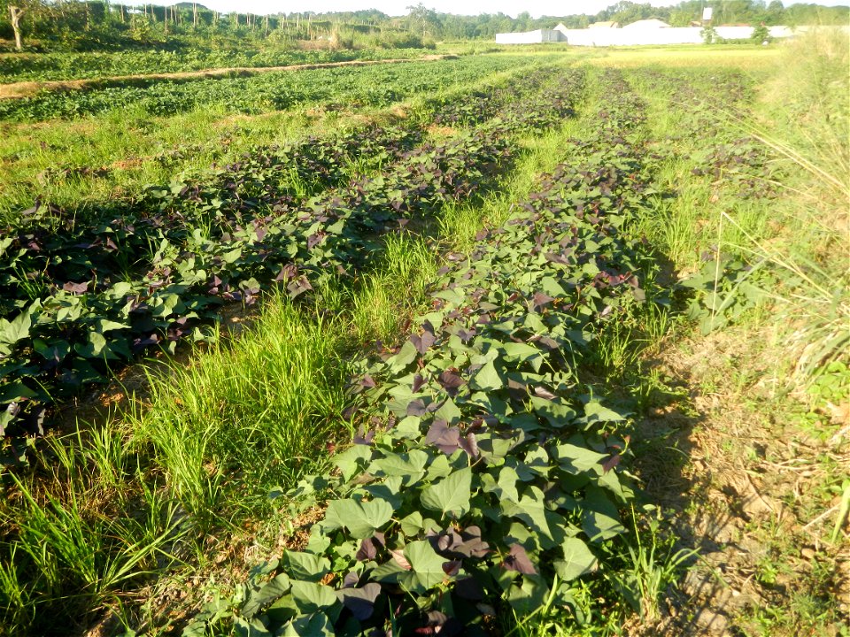 Ipomoea batatas cultivars plantations in the Philippines Trees, grasslands, paddy and vegetable fields in Pulo barangay road, San Rafael, Bulacan in Barangay Pulo, San Rafael, Bulacan 14.9681, 121.051