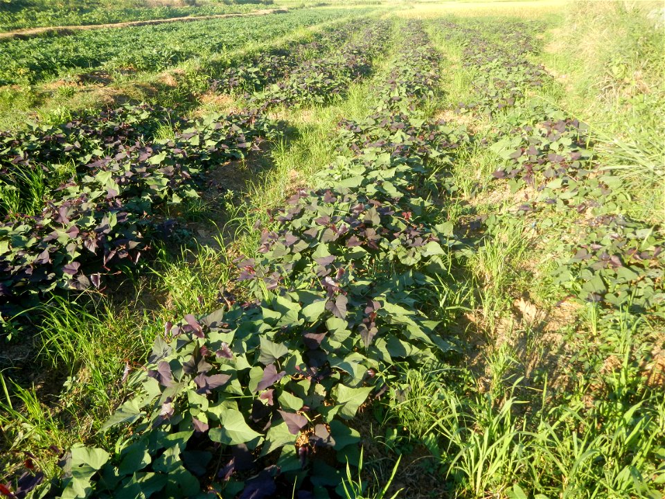 Ipomoea batatas cultivars plantations in the Philippines Trees, grasslands, paddy and vegetable fields in Pulo barangay road, San Rafael, Bulacan in Barangay Pulo, San Rafael, Bulacan 14.9681, 121.051