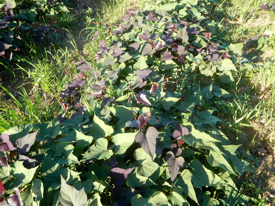 Ipomoea batatas cultivars plantations in the Philippines Trees, grasslands, paddy and vegetable fields in Pulo barangay road, San Rafael, Bulacan in Barangay Pulo, San Rafael, Bulacan 14.9681, 121.051