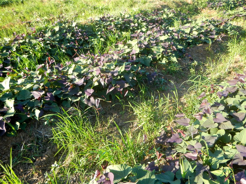 Ipomoea batatas cultivars plantations in the Philippines Trees, grasslands, paddy and vegetable fields in Pulo barangay road, San Rafael, Bulacan in Barangay Pulo, San Rafael, Bulacan 14.9681, 121.051