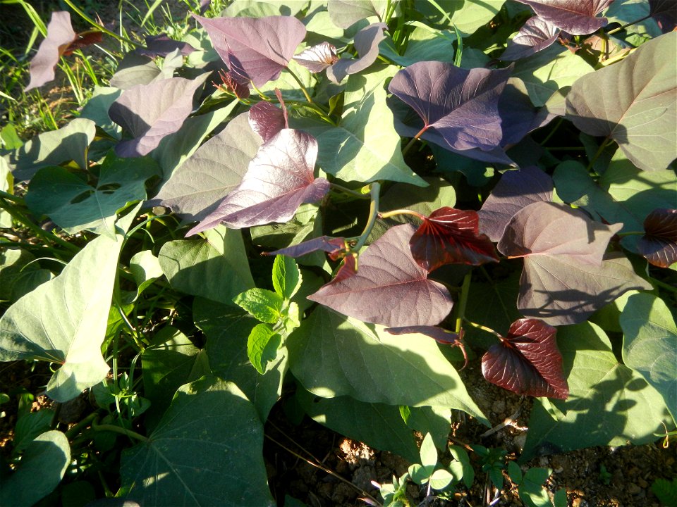 Ipomoea batatas cultivars plantations in the Philippines Trees, grasslands, paddy and vegetable fields in Pulo barangay road, San Rafael, Bulacan in Barangay Pulo, San Rafael, Bulacan 14.9681, 121.051