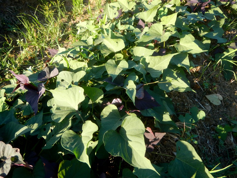 Ipomoea batatas cultivars plantations in the Philippines Trees, grasslands, paddy and vegetable fields in Pulo barangay road, San Rafael, Bulacan in Barangay Pulo, San Rafael, Bulacan 14.9681, 121.051