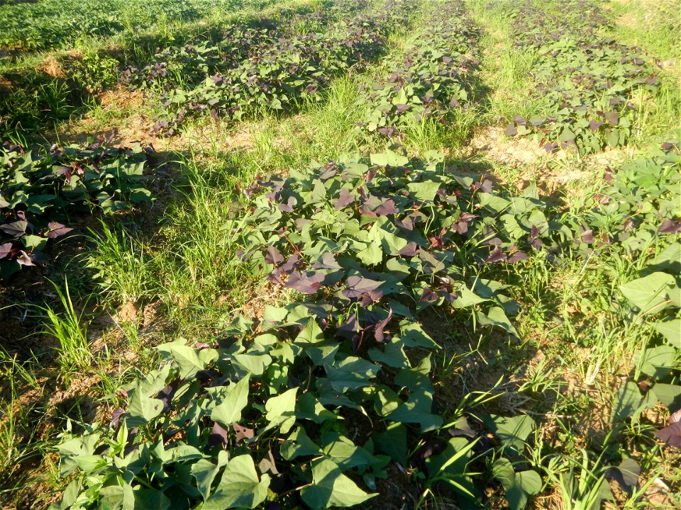Ipomoea batatas cultivars plantations in the Philippines Trees, grasslands, paddy and vegetable fields in Pulo barangay road, San Rafael, Bulacan in Barangay Pulo, San Rafael, Bulacan 14.9681, 121.051