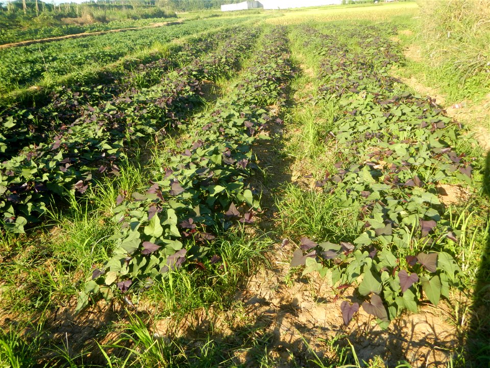 Ipomoea batatas cultivars plantations in the Philippines Trees, grasslands, paddy and vegetable fields in Pulo barangay road, San Rafael, Bulacan in Barangay Pulo, San Rafael, Bulacan 14.9681, 121.051