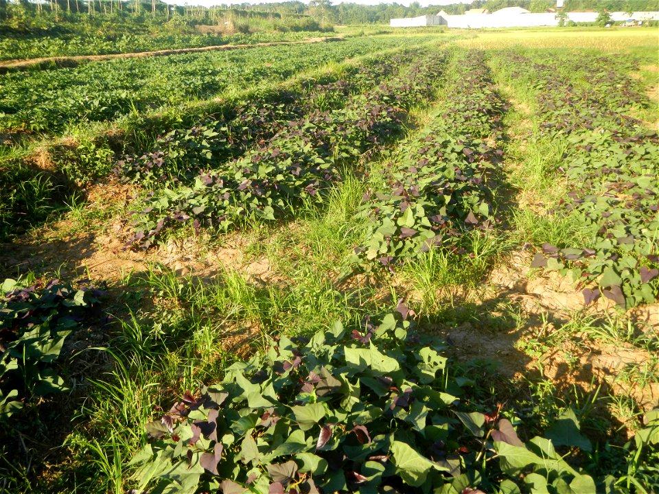 Ipomoea batatas cultivars plantations in the Philippines Trees, grasslands, paddy and vegetable fields in Pulo barangay road, San Rafael, Bulacan in Barangay Pulo, San Rafael, Bulacan 14.9681, 121.051