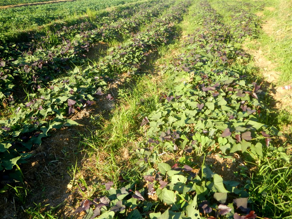 Ipomoea batatas cultivars plantations in the Philippines Trees, grasslands, paddy and vegetable fields in Pulo barangay road, San Rafael, Bulacan in Barangay Pulo, San Rafael, Bulacan 14.9681, 121.051