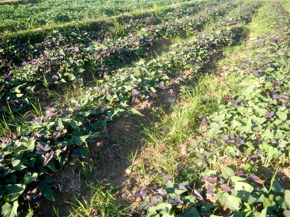 Ipomoea batatas cultivars plantations in the Philippines Trees, grasslands, paddy and vegetable fields in Pulo barangay road, San Rafael, Bulacan in Barangay Pulo, San Rafael, Bulacan 14.9681, 121.051