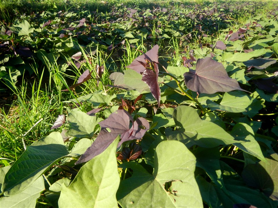 Ipomoea batatas cultivars plantations in the Philippines Trees, grasslands, paddy and vegetable fields in Pulo barangay road, San Rafael, Bulacan in Barangay Pulo, San Rafael, Bulacan 14.9681, 121.051