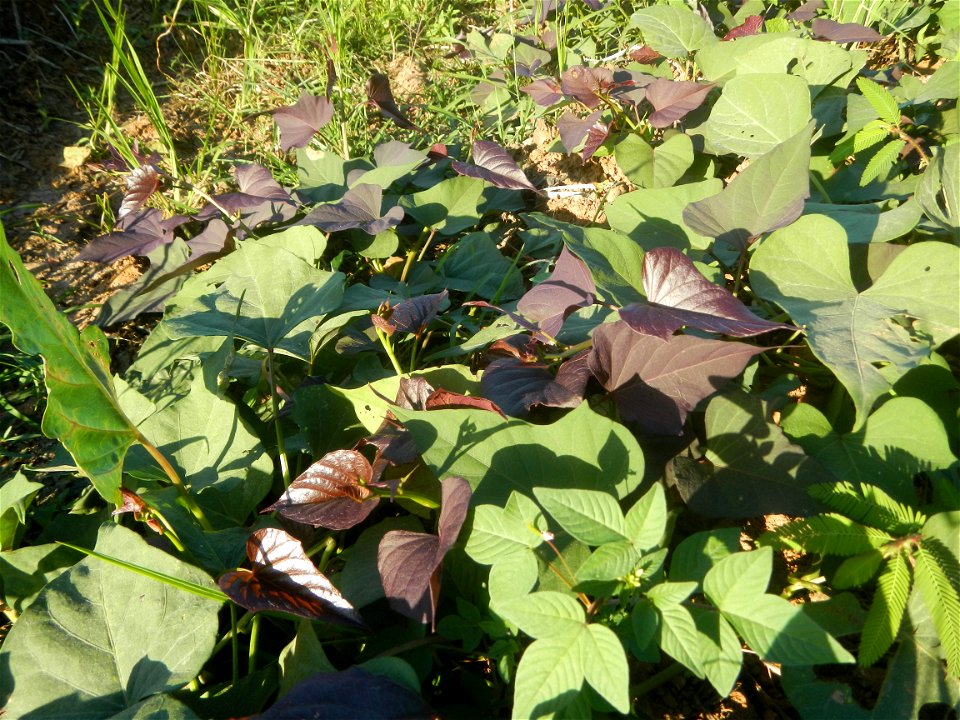 Ipomoea batatas cultivars plantations in the Philippines Trees, grasslands, paddy and vegetable fields in Pulo barangay road, San Rafael, Bulacan in Barangay Pulo, San Rafael, Bulacan 14.9681, 121.051