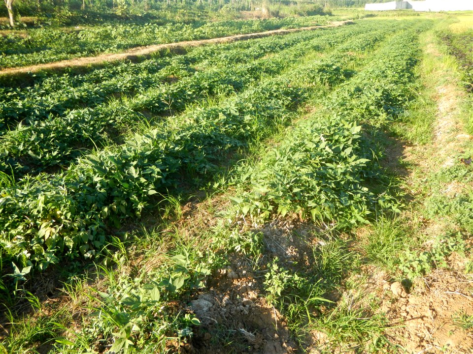 Ipomoea batatas cultivars plantations in the Philippines Trees, grasslands, paddy and vegetable fields in Pulo barangay road, San Rafael, Bulacan in Barangay Pulo, San Rafael, Bulacan 14.9681, 121.051