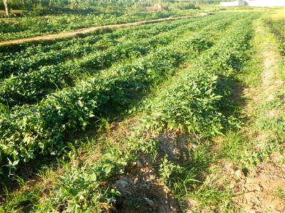 Ipomoea batatas cultivars plantations in the Philippines Trees, grasslands, paddy and vegetable fields in Pulo barangay road, San Rafael, Bulacan in Barangay Pulo, San Rafael, Bulacan 14.9681, 121.051
