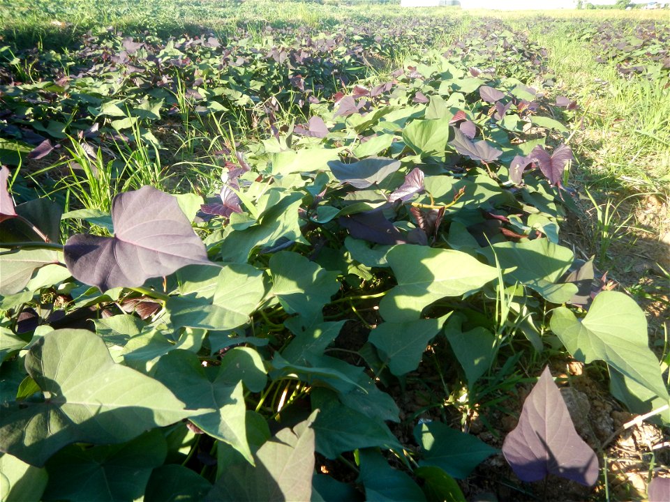 Ipomoea batatas cultivars plantations in the Philippines Trees, grasslands, paddy and vegetable fields in Pulo barangay road, San Rafael, Bulacan in Barangay Pulo, San Rafael, Bulacan 14.9681, 121.051