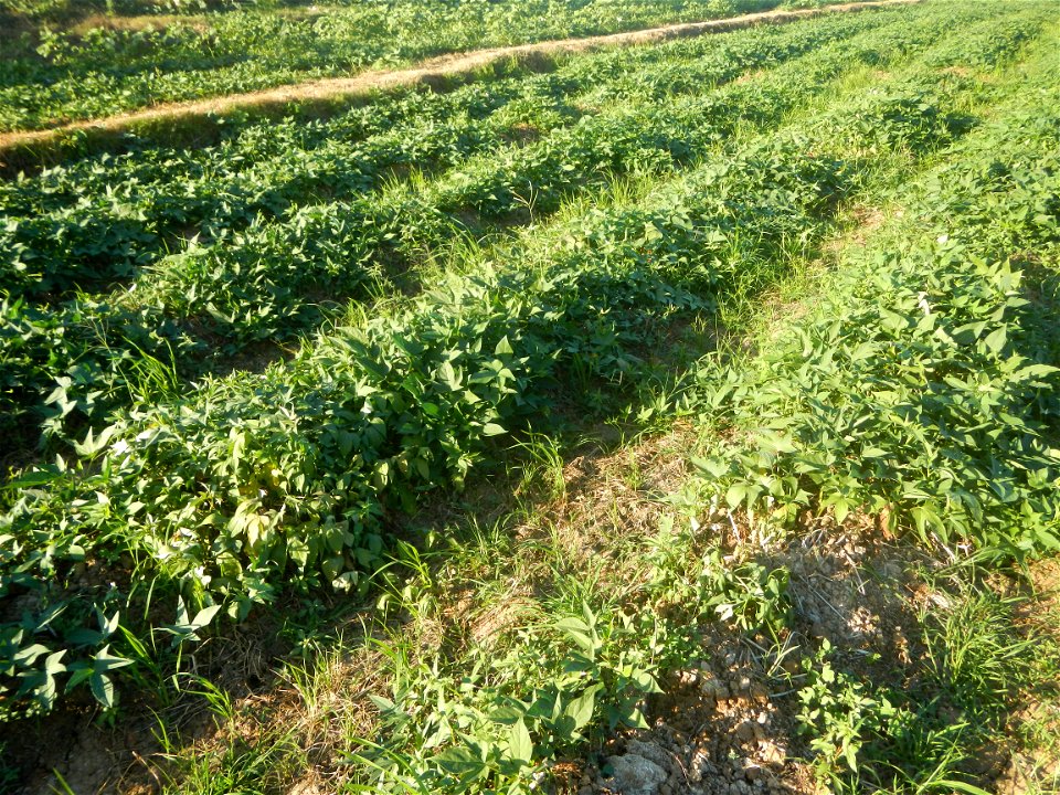 Ipomoea batatas cultivars plantations in the Philippines Trees, grasslands, paddy and vegetable fields in Pulo barangay road, San Rafael, Bulacan in Barangay Pulo, San Rafael, Bulacan 14.9681, 121.051