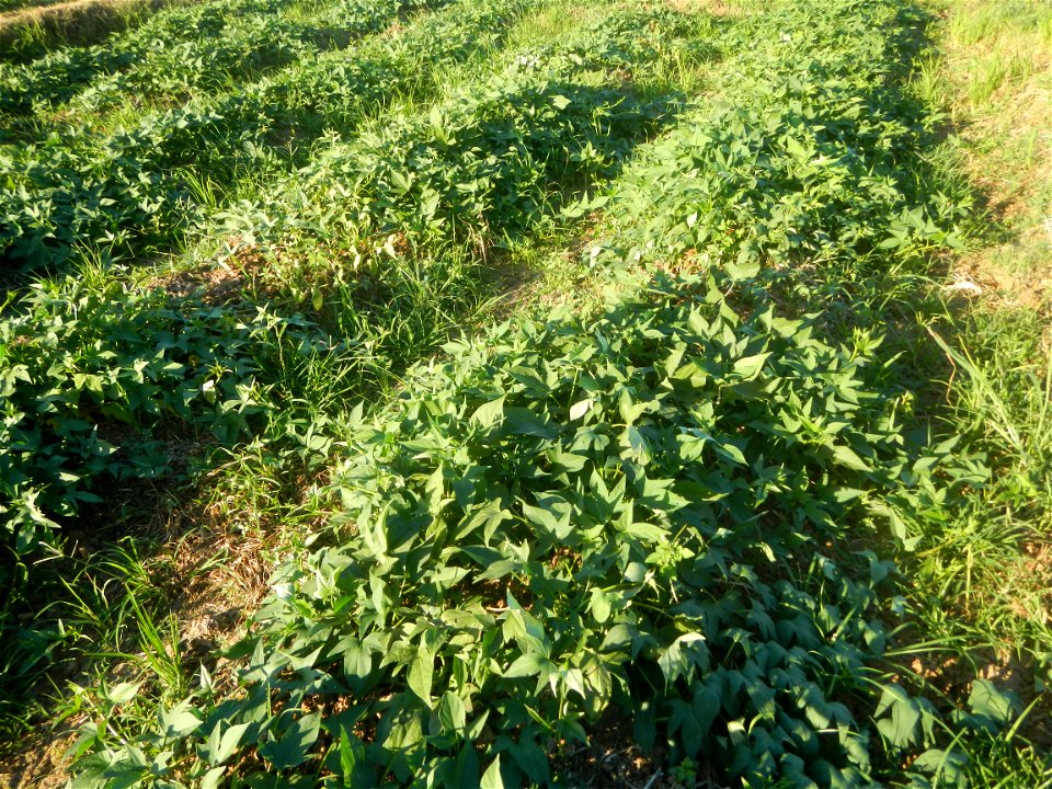 Ipomoea batatas cultivars plantations in the Philippines Trees, grasslands, paddy and vegetable fields in Pulo barangay road, San Rafael, Bulacan in Barangay Pulo, San Rafael, Bulacan 14.9681, 121.051