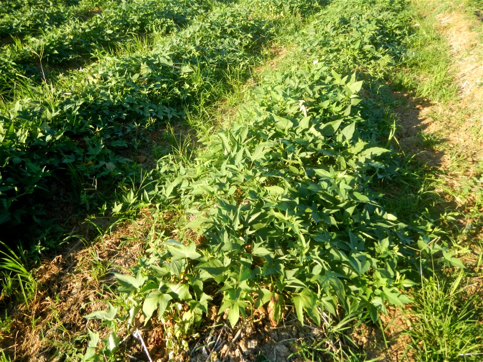 Ipomoea batatas cultivars plantations in the Philippines Trees, grasslands, paddy and vegetable fields in Pulo barangay road, San Rafael, Bulacan in Barangay Pulo, San Rafael, Bulacan 14.9681, 121.051