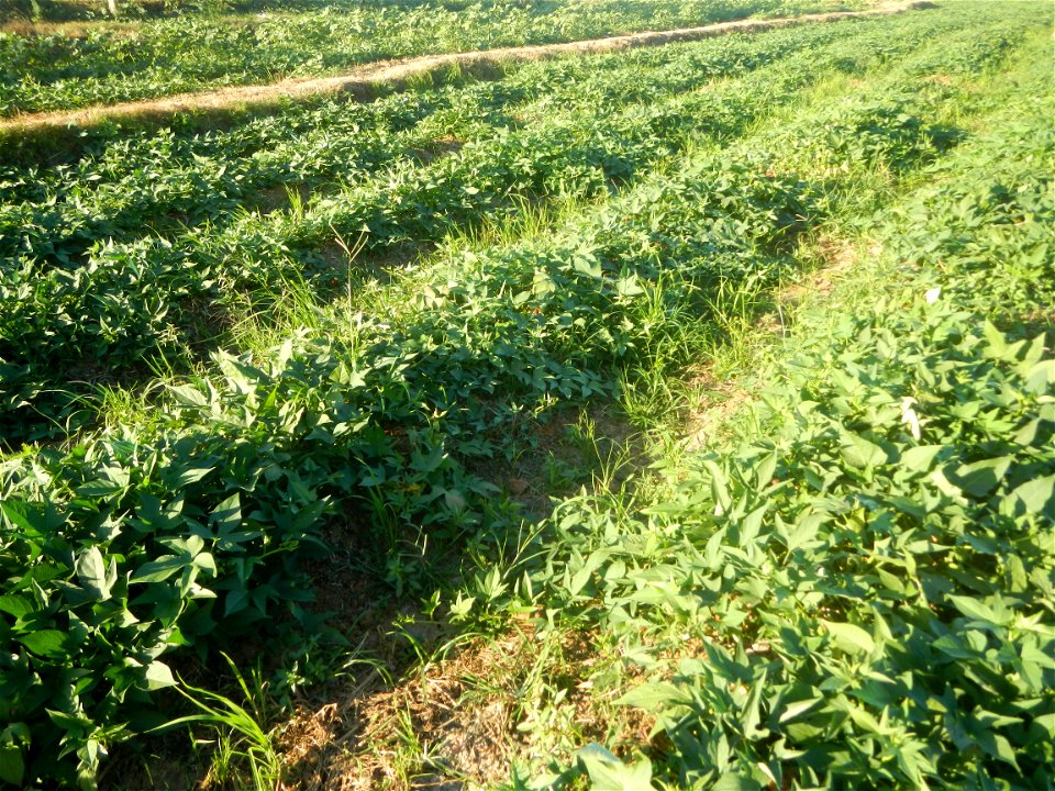 Ipomoea batatas cultivars plantations in the Philippines Trees, grasslands, paddy and vegetable fields in Pulo barangay road, San Rafael, Bulacan in Barangay Pulo, San Rafael, Bulacan 14.9681, 121.051