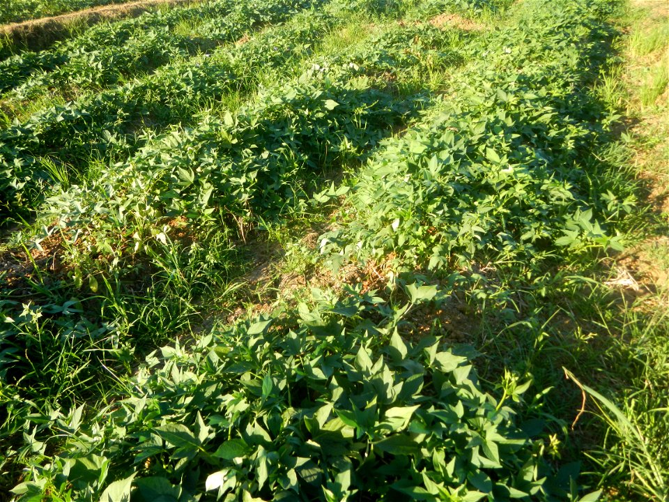 Ipomoea batatas cultivars plantations in the Philippines Trees, grasslands, paddy and vegetable fields in Pulo barangay road, San Rafael, Bulacan in Barangay Pulo, San Rafael, Bulacan 14.9681, 121.051