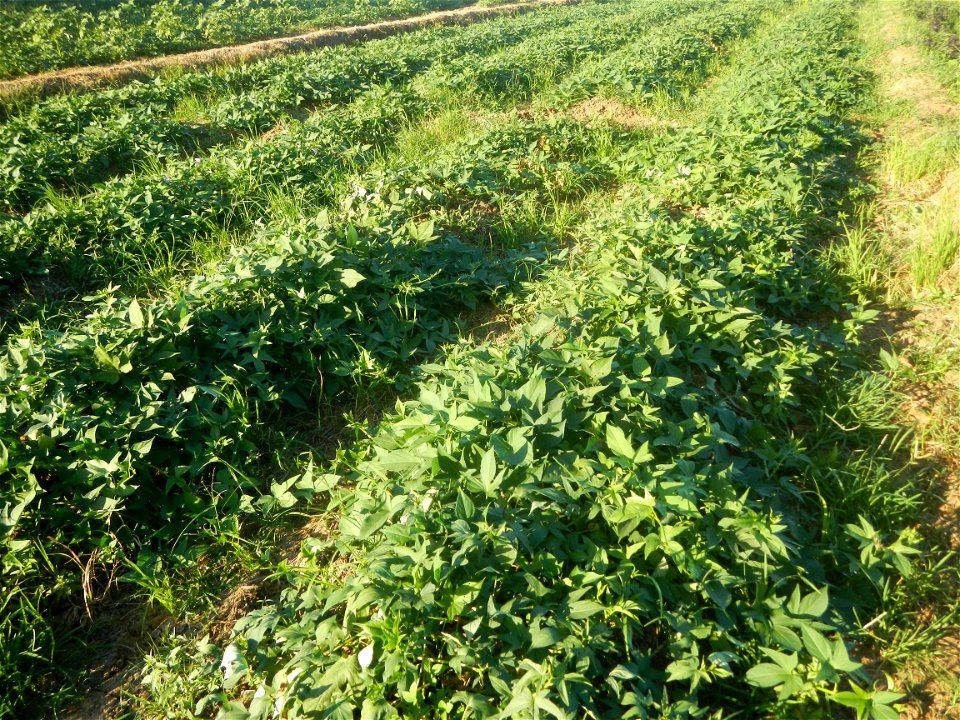 Ipomoea batatas cultivars plantations in the Philippines Trees, grasslands, paddy and vegetable fields in Pulo barangay road, San Rafael, Bulacan in Barangay Pulo, San Rafael, Bulacan 14.9681, 121.051