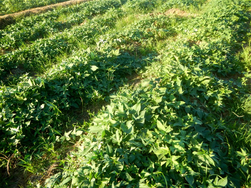 Ipomoea batatas cultivars plantations in the Philippines Trees, grasslands, paddy and vegetable fields in Pulo barangay road, San Rafael, Bulacan in Barangay Pulo, San Rafael, Bulacan 14.9681, 121.051