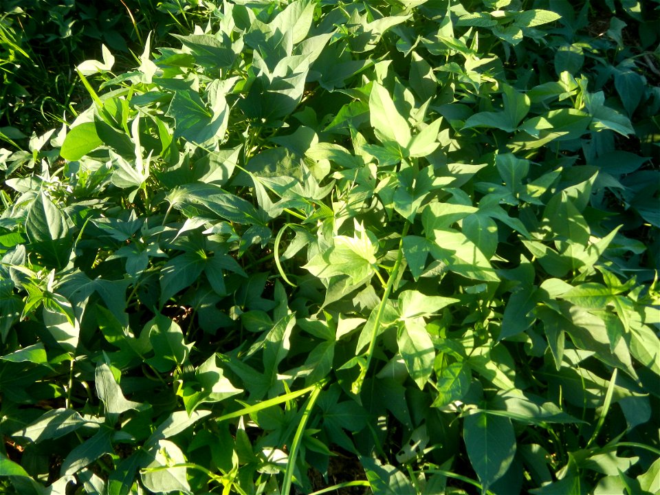 Ipomoea batatas cultivars plantations in the Philippines Trees, grasslands, paddy and vegetable fields in Pulo barangay road, San Rafael, Bulacan in Barangay Pulo, San Rafael, Bulacan 14.9681, 121.051