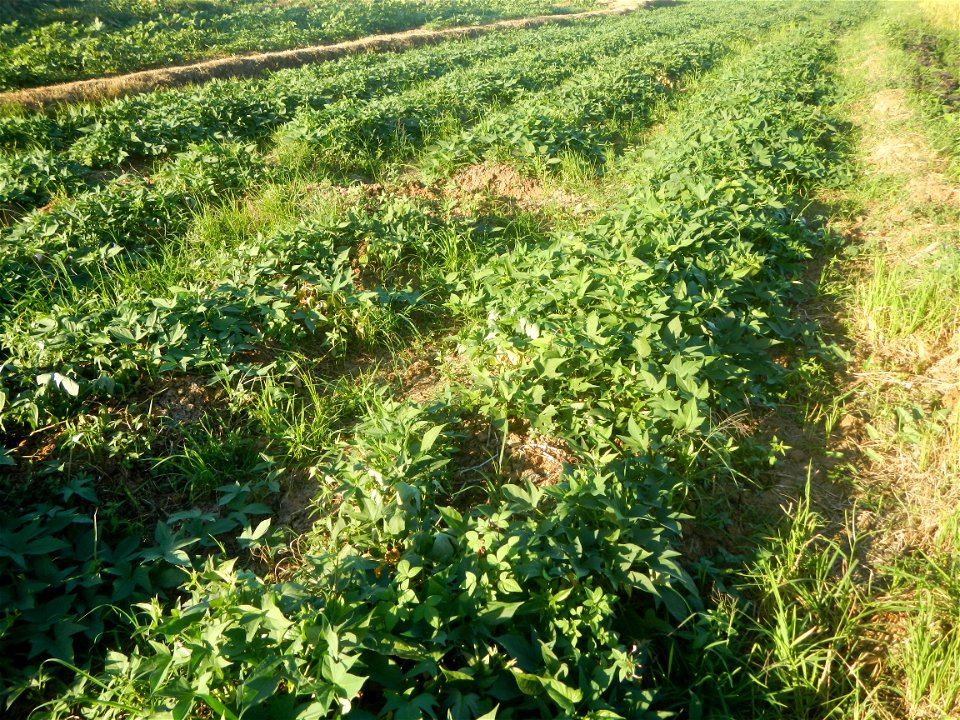 Ipomoea batatas cultivars plantations in the Philippines Trees, grasslands, paddy and vegetable fields in Pulo barangay road, San Rafael, Bulacan in Barangay Pulo, San Rafael, Bulacan 14.9681, 121.051